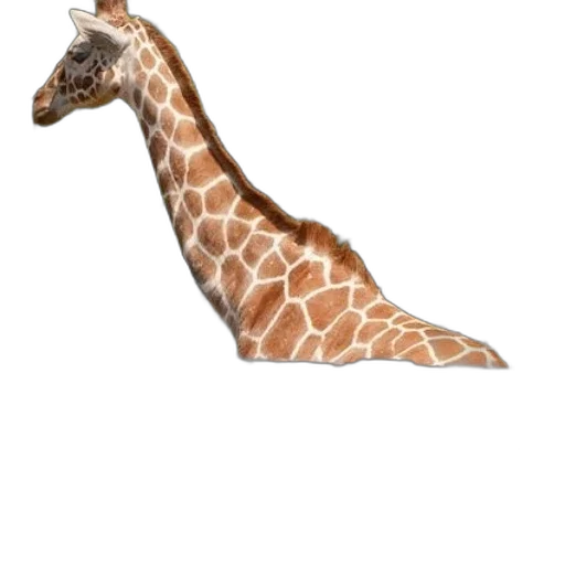 animal, creature, shoes, hat transparent PNG cut-out