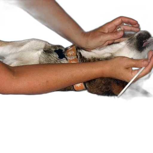 animal, staff, jewelry, weapon transparent PNG cut-out