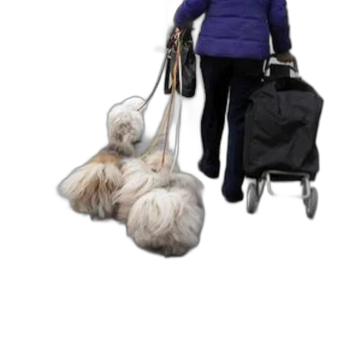 staff, jacket, 3d render, photorealistic transparent PNG cut-out