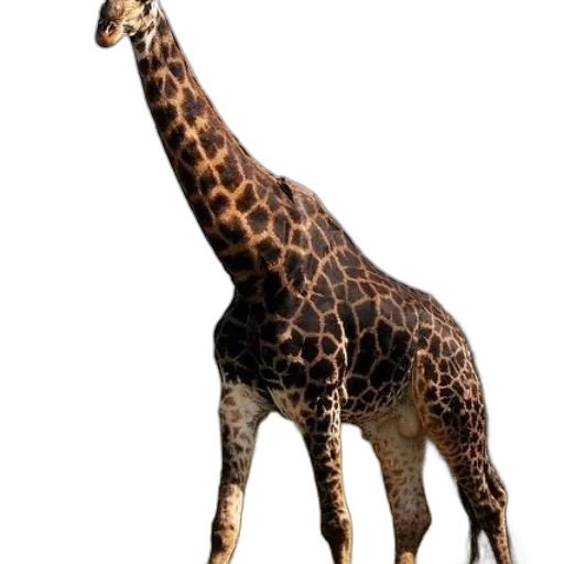 animal, creature, staff, dress transparent PNG cut-out