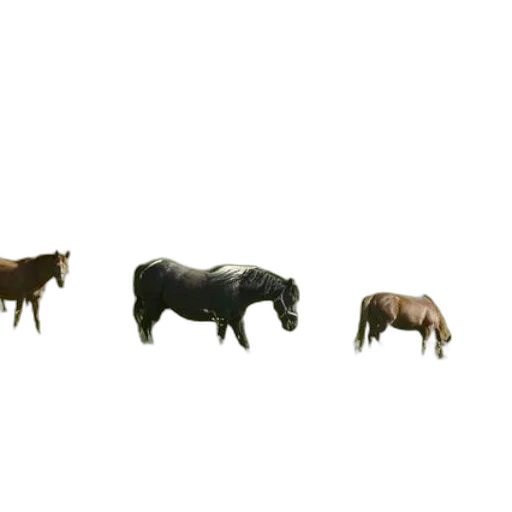 animal, furniture, jewelry, creature transparent PNG cut-out