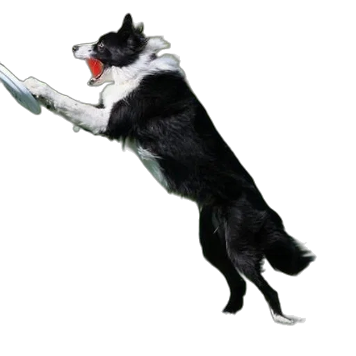 staff, animal, umbrella, weapon transparent PNG cut-out