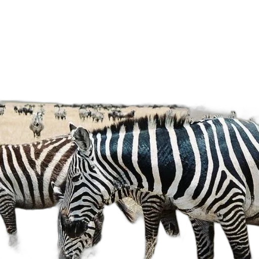 animal, creature, furniture, food transparent PNG cut-out
