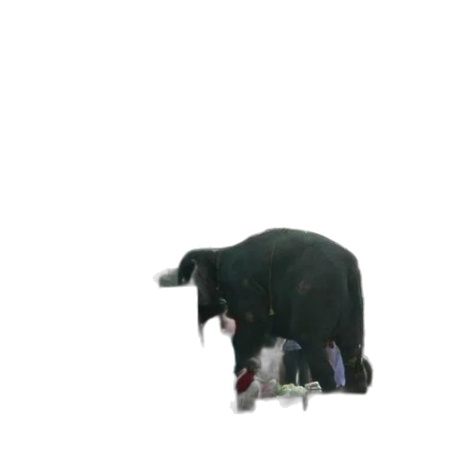 animal, creature, robot, food transparent PNG cut-out