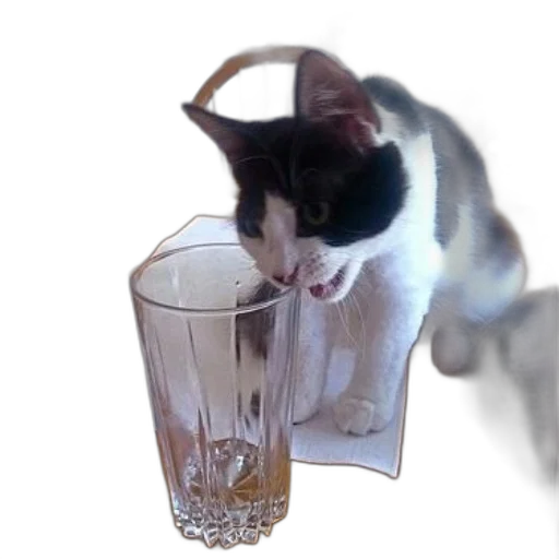 animal, food, creature, bottle transparent PNG cut-out