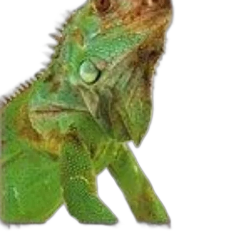 dragon, animal, creature, staff transparent PNG cut-out
