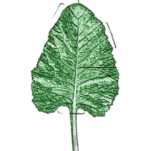 tree, staff, crown, jacket transparent PNG cut-out
