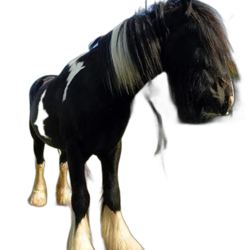 animal, hair, creature, staff transparent PNG cut-out