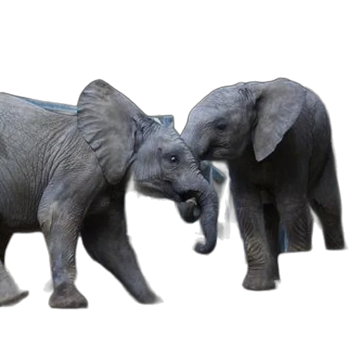 animal, creature, 3d render, concept art transparent PNG cut-out