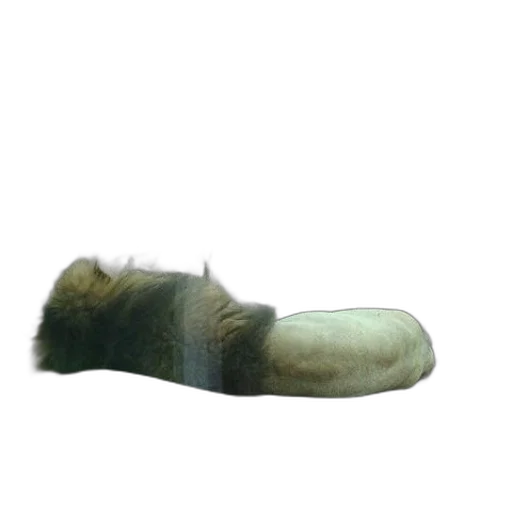 hair, shoes, hat, animal transparent PNG cut-out