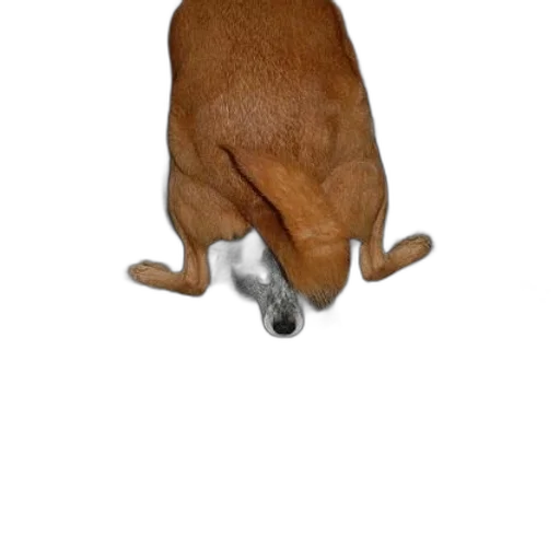 animal, creature, shoes, staff transparent PNG cut-out