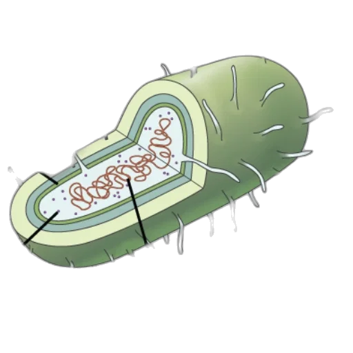jacket, concept art, diagram, bacterial transparent PNG cut-out