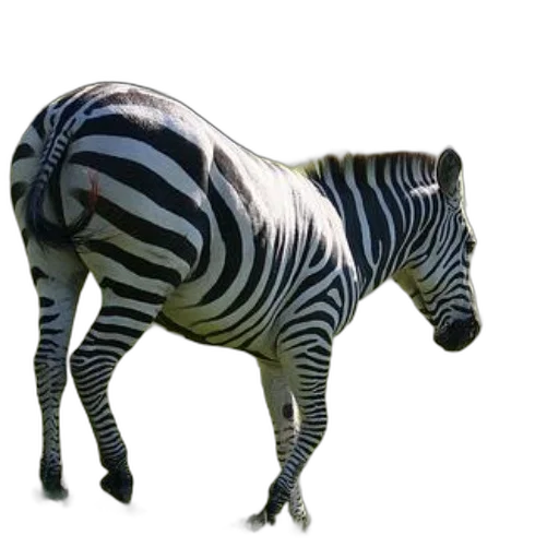 animal, creature, furniture, staff transparent PNG cut-out