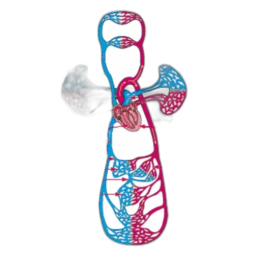 umbrella, staff, diagram, illustrating transparent PNG cut-out