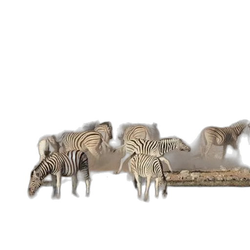 furniture, jewelry, animal, hair transparent PNG cut-out