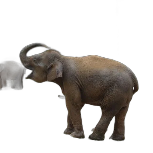 animal, 3d render, concept art, photorealistic transparent PNG cut-out