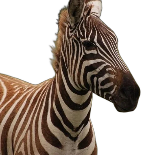 animal, creature, staff, face transparent PNG cut-out