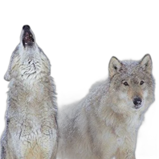 animal, creature, staff, jewelry transparent PNG cut-out