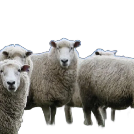 animal, group, sheep, stand transparent PNG cut-out