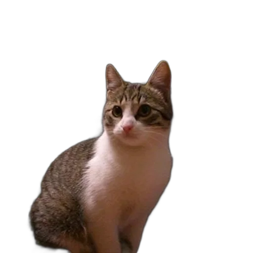 animal, staff, creature, hat transparent PNG cut-out