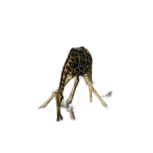 animal, creature, umbrella, shoes transparent PNG cut-out
