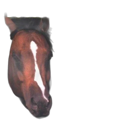 animal, mask, face, hat transparent PNG cut-out