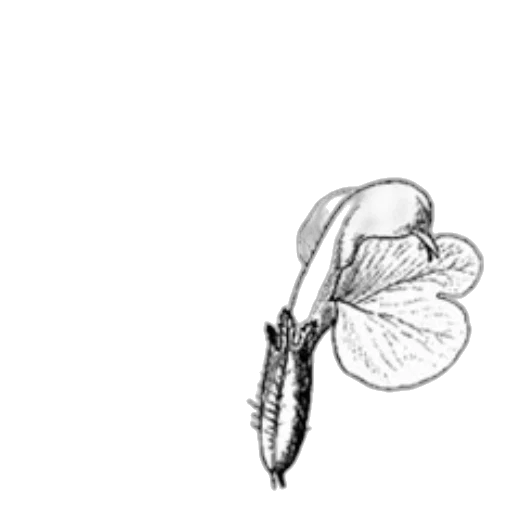 jewelry, staff, flower, umbrella transparent PNG cut-out