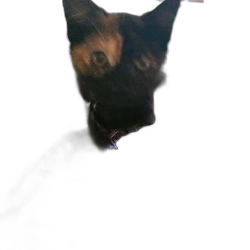 animal, staff, creature, dragon transparent PNG cut-out