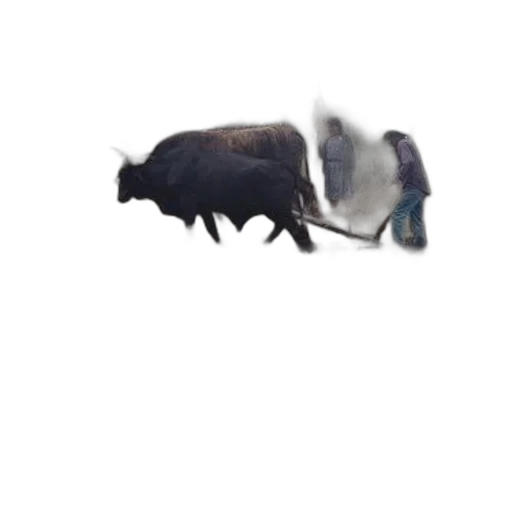 animal, creature, hat, dragon transparent PNG cut-out