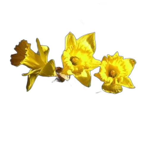 flower, jewelry, crown, staff transparent PNG cut-out