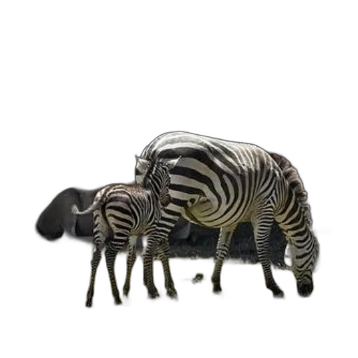 animal, furniture, creature, jewelry transparent PNG cut-out