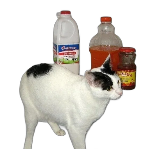 bottle, animal, food, creature transparent PNG cut-out