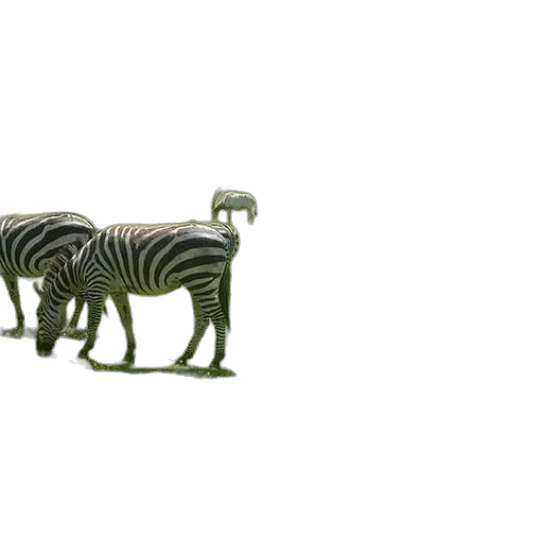 animal, furniture, jewelry, creature transparent PNG cut-out