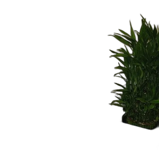 tree, crown, hair, creature transparent PNG cut-out