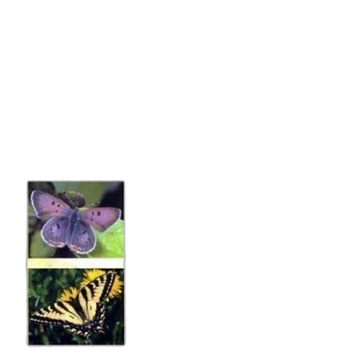 flower, animal, dragon, shoes transparent PNG cut-out