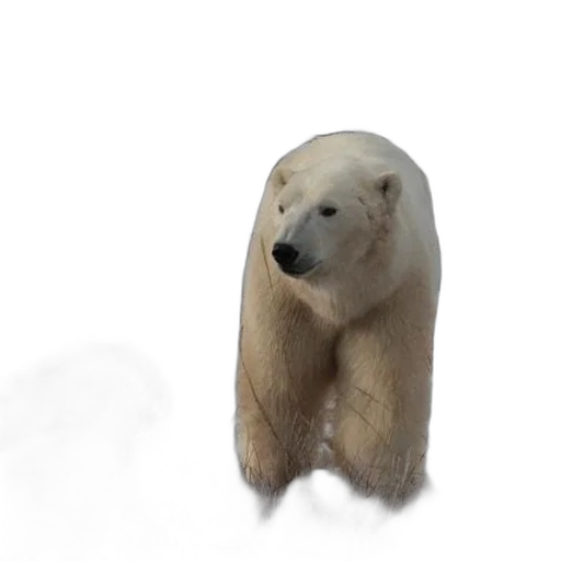 animal, creature, face, staff transparent PNG cut-out
