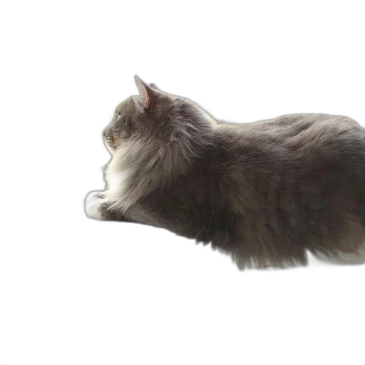 animal, creature, hair, staff transparent PNG cut-out