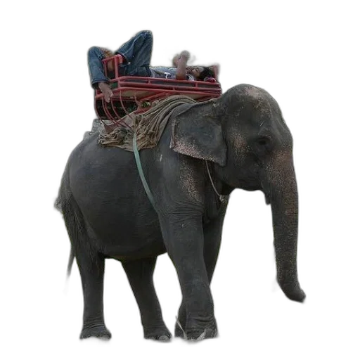animal, hat, staff, jewelry transparent PNG cut-out