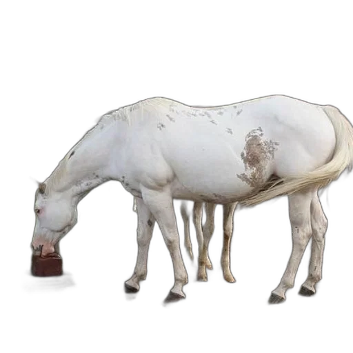 animal, bottle, food, creature transparent PNG cut-out
