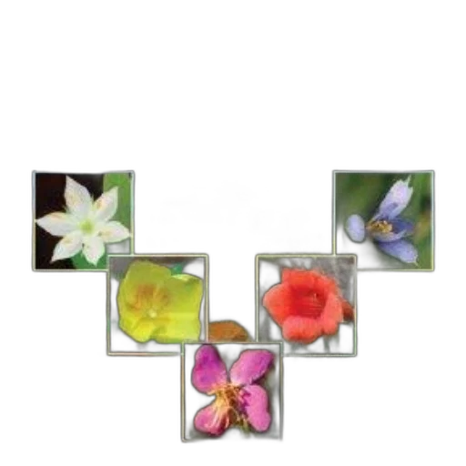 flower, jewelry, crown, furniture transparent PNG cut-out
