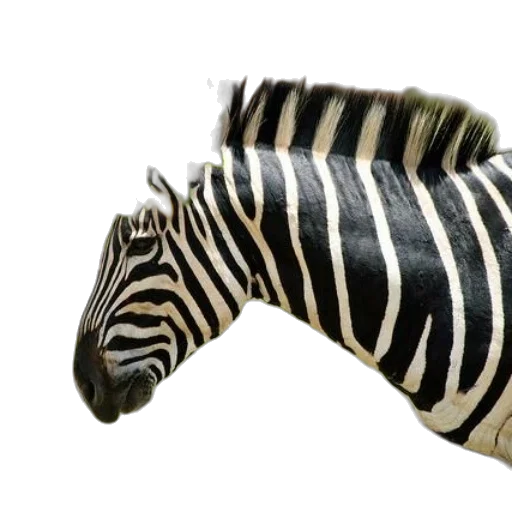 animal, shoes, hat, creature transparent PNG cut-out