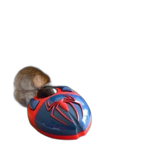 animal, hat, creature, shoes transparent PNG cut-out