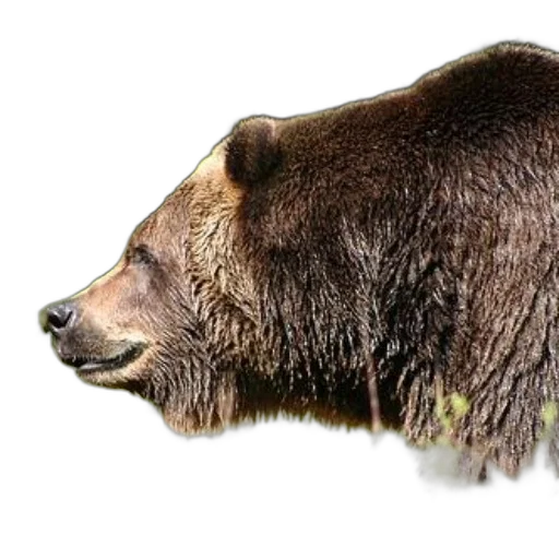 animal, staff, creature, face transparent PNG cut-out