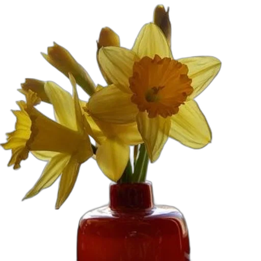 flower, crown, bottle, food transparent PNG cut-out