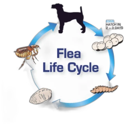 illustration, flea, life, cycle transparent PNG cut-out