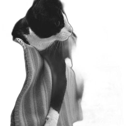 dress, animal, jacket, creature transparent PNG cut-out