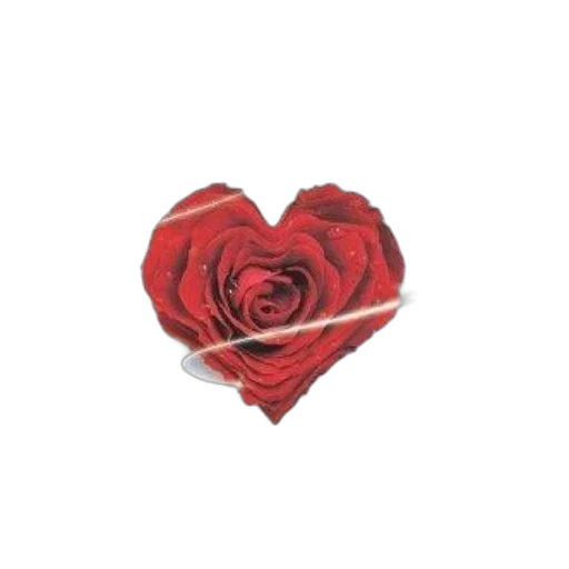 flower, jewelry, red, heal transparent PNG cut-out