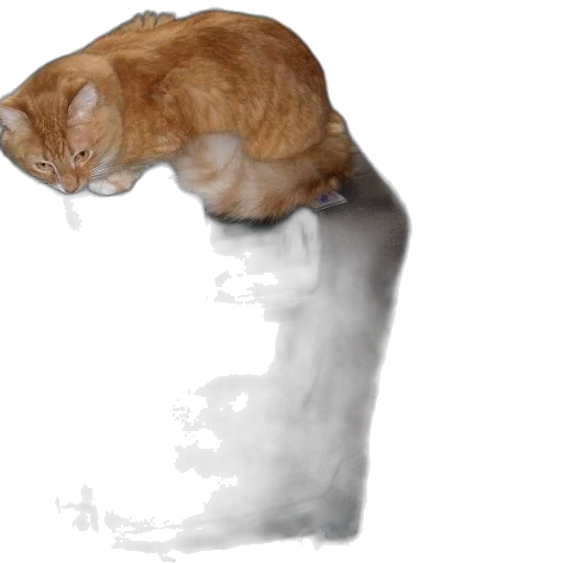 animal, hat, creature, staff transparent PNG cut-out