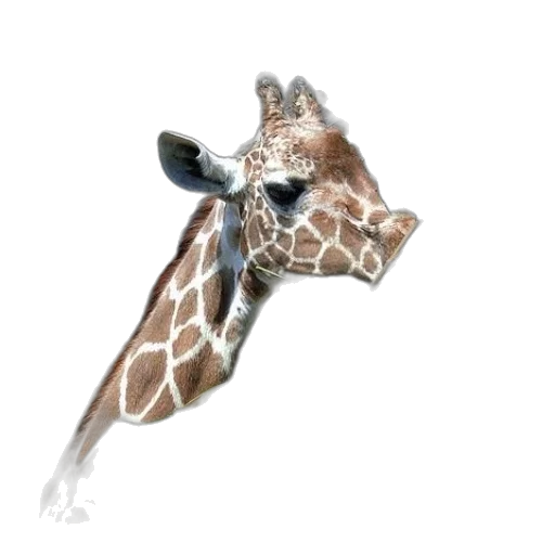 animal, creature, umbrella, staff transparent PNG cut-out