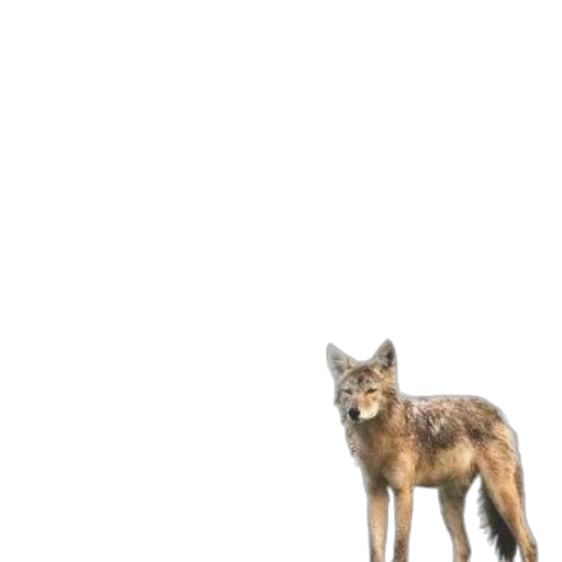 animal, creature, staff, weapon transparent PNG cut-out